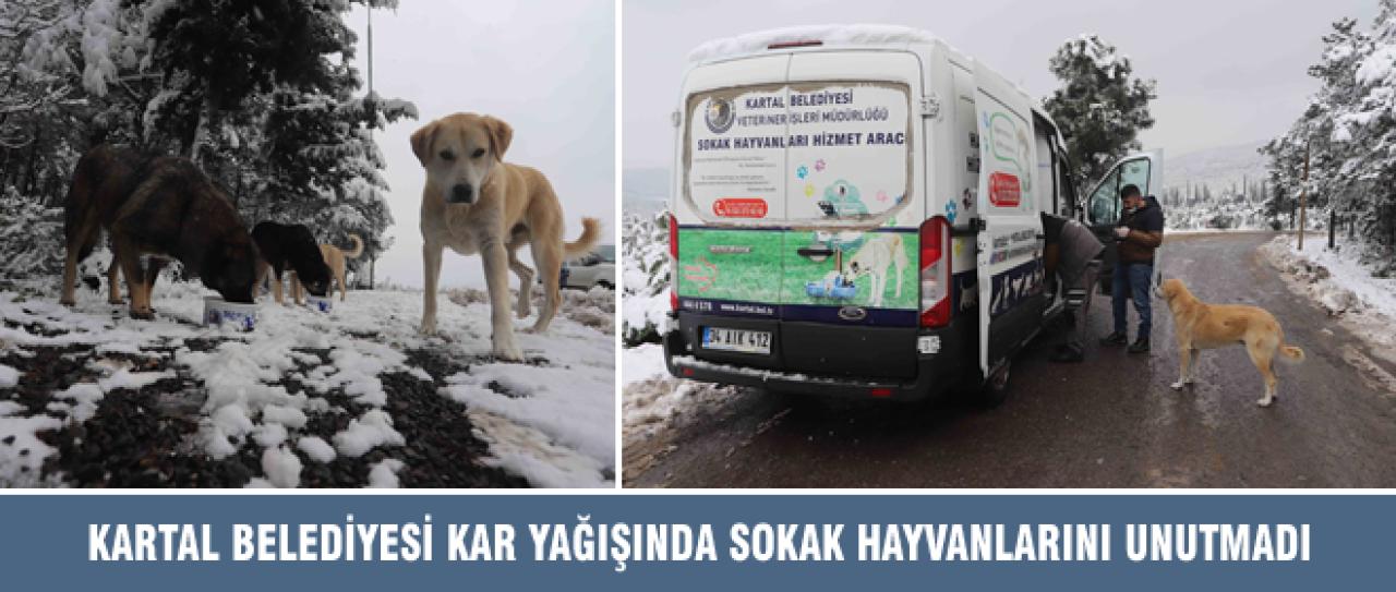 KARTAL BELEDİYESİ KAR YAĞIŞINDA SOKAK HAYVANLARINI UNUTMADI