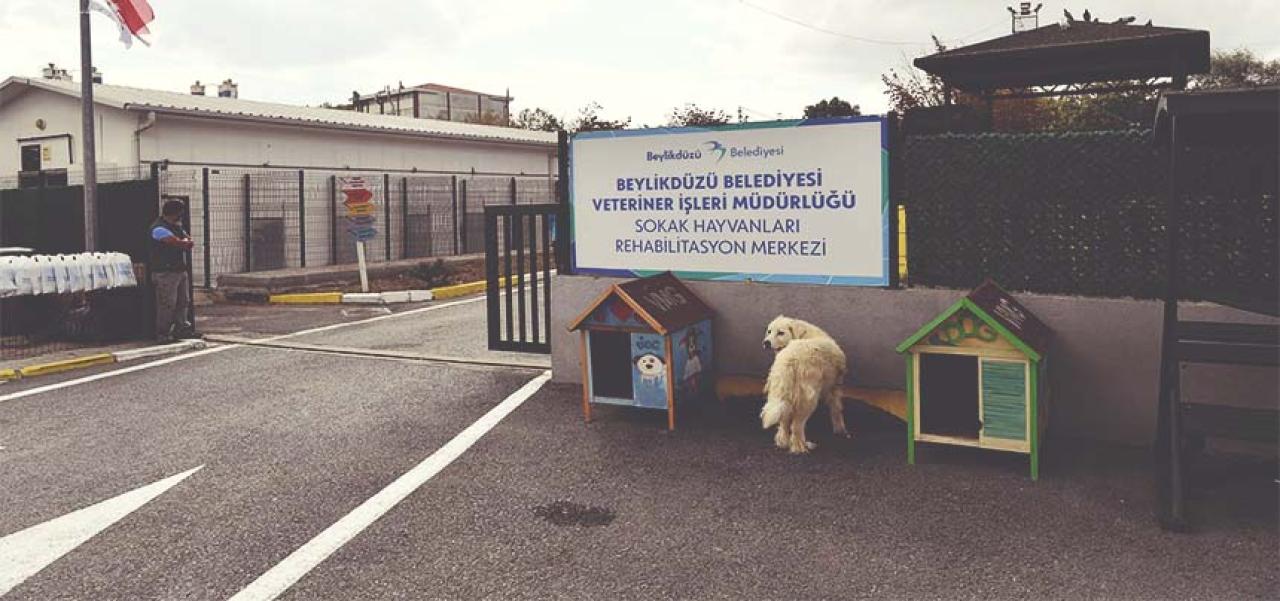 PATİLİ DOSTLAR BEYLİKDÜZÜ BELEDİYESİ’NE EMANET