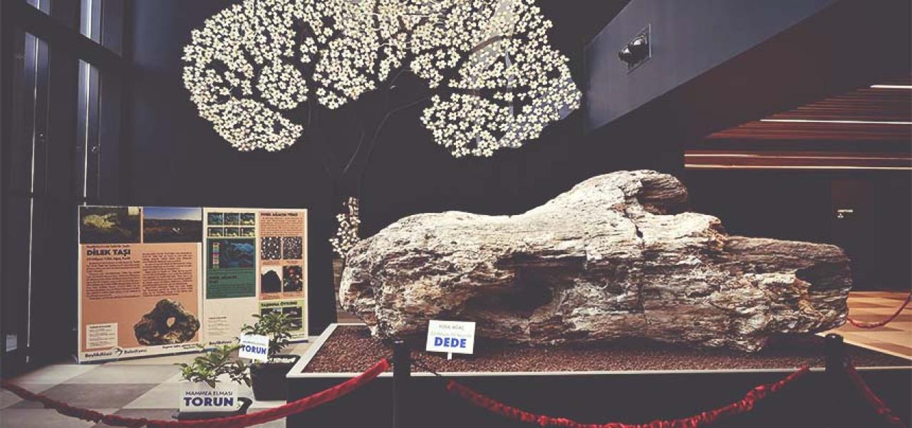 TÜRKİYE’NİN EN BÜYÜK FOSİL AĞACI BEYLİKDÜZÜ’NDE