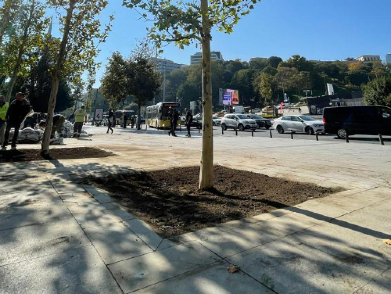 İBB, ÇINAR NESLİNİ YAŞATACAK