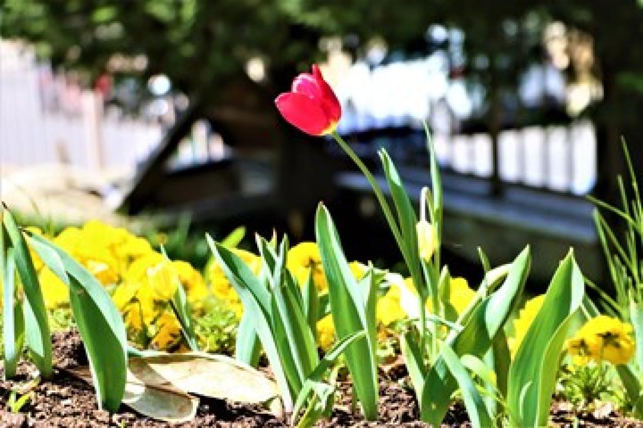 Maltepe parklarına bahar geldi