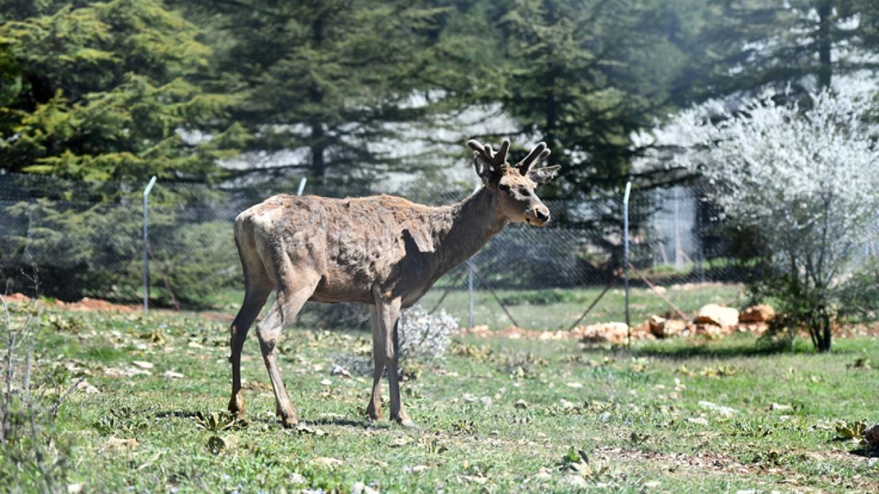 Doğal Yaşam Parkı’ndaki kızıl geyiklerin yeni yuvası Spil Dağı