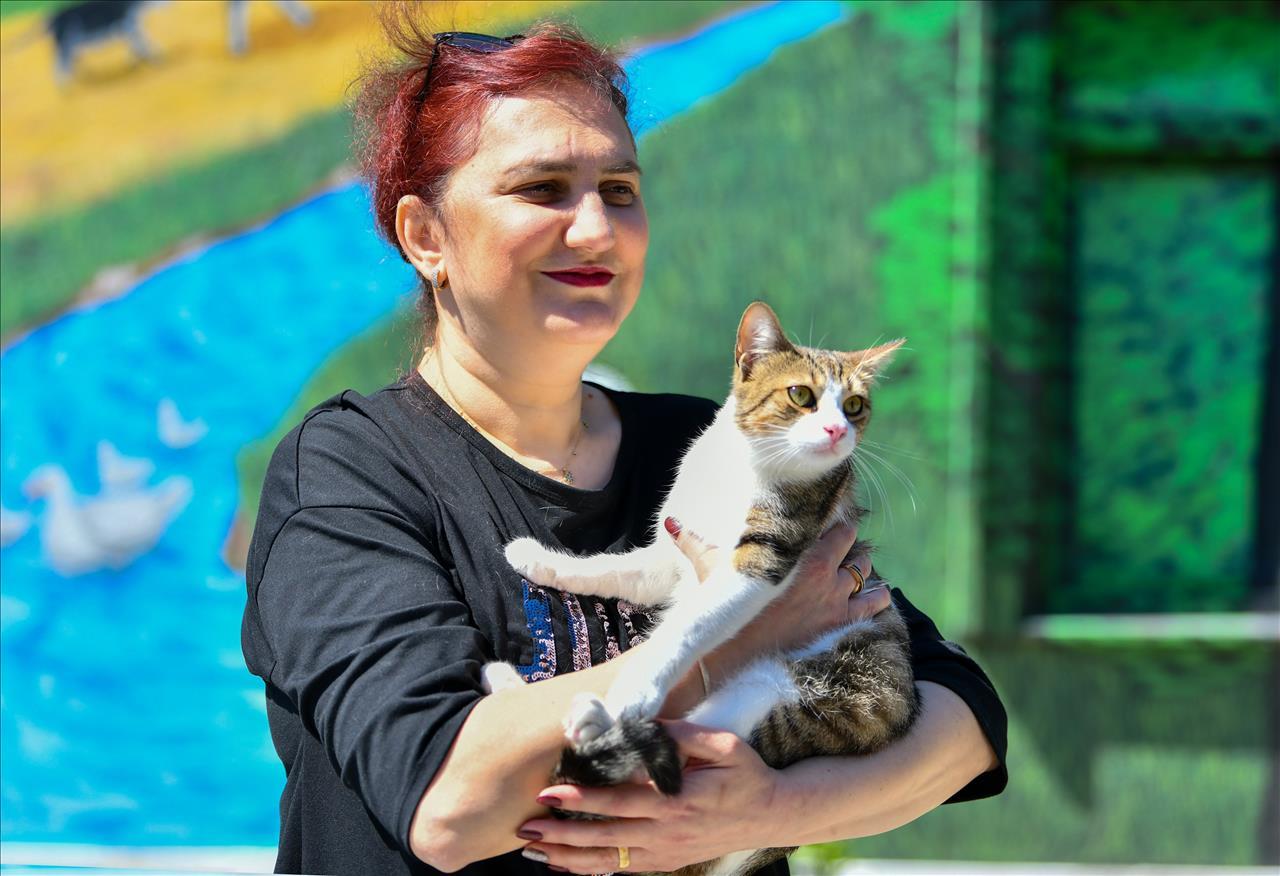 Ayağı Kırılan Kedi Ameliyatla Yeniden Sağlığına Kavuştu