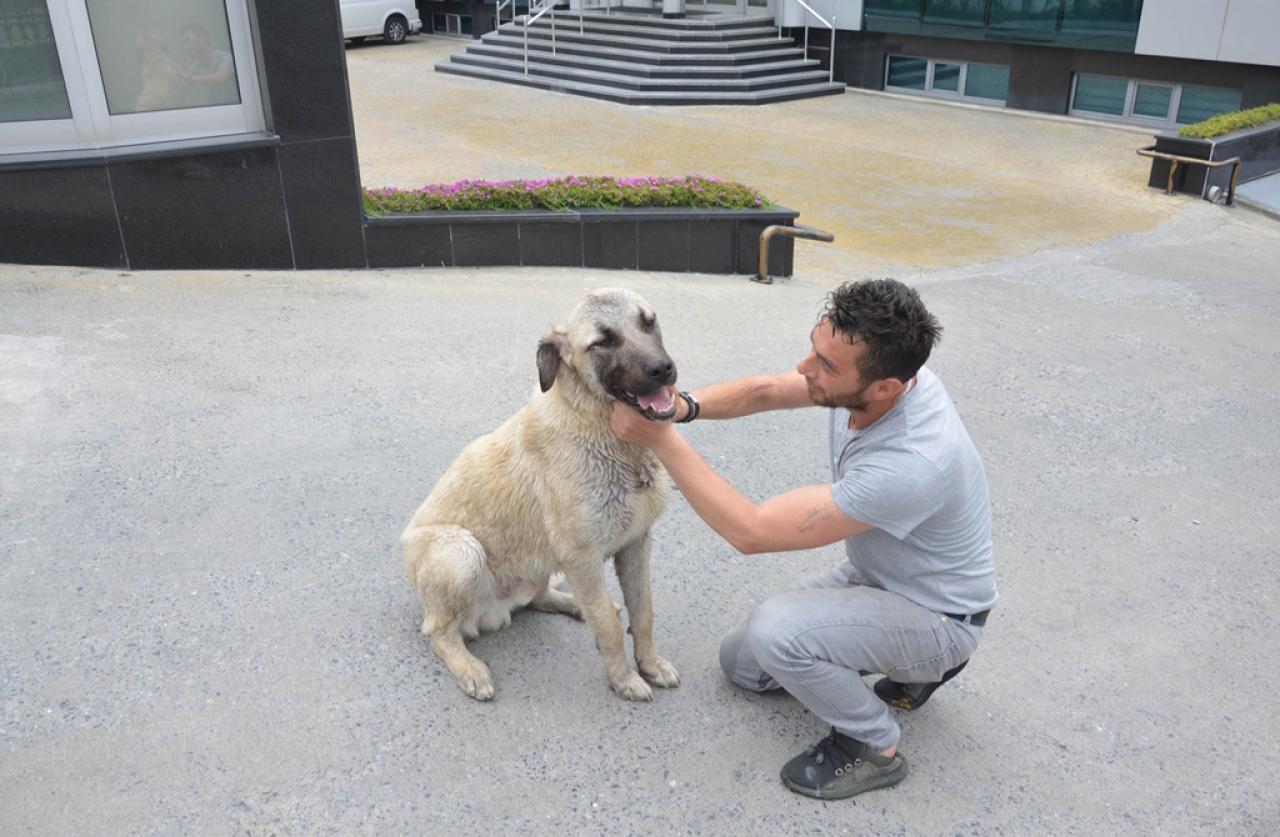 Avcılar’da Kimyasal Maddeden Etkilenen Köpek Kurtarıldı