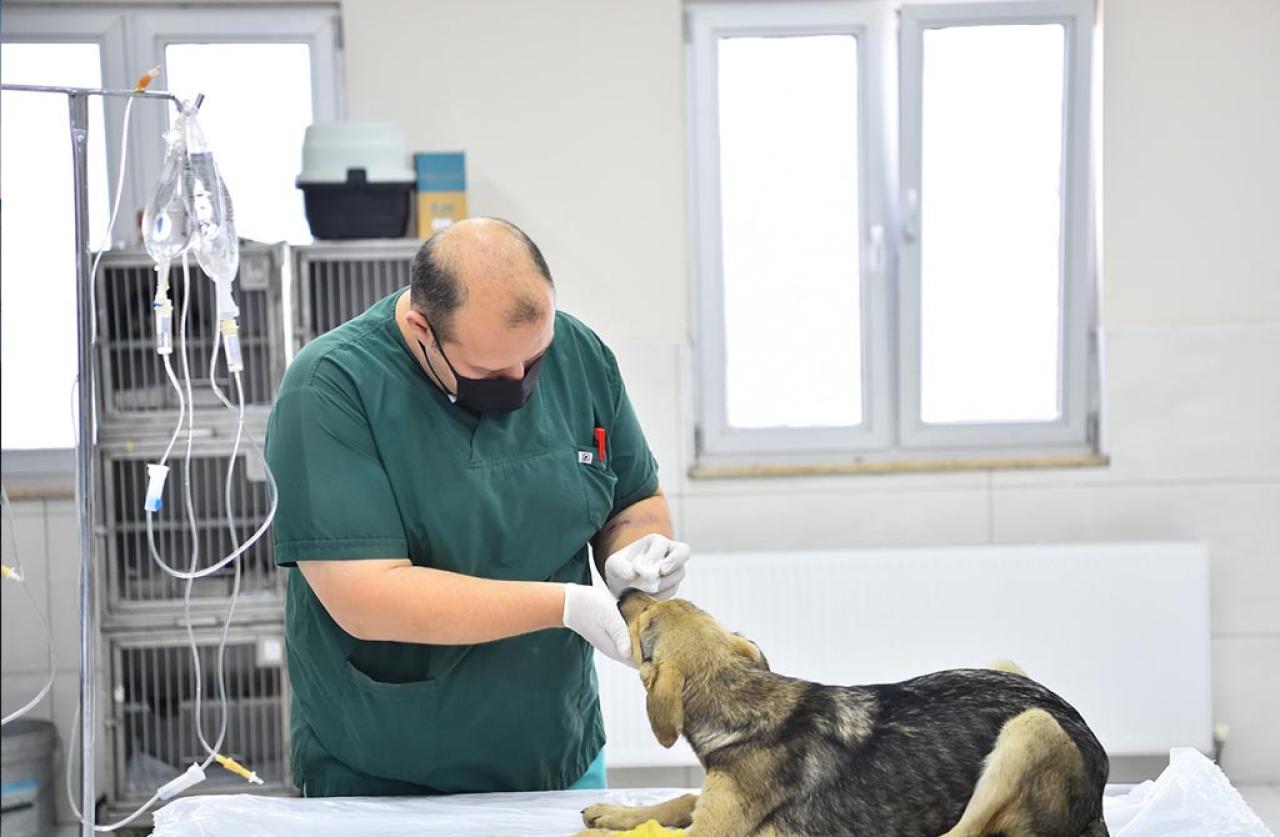 AVCILAR BELEDİYESİ EKİPLERİ, ZEHİRLENEN YAVRU KÖPEKLERİ HAYATA DÖNDÜRDÜ
