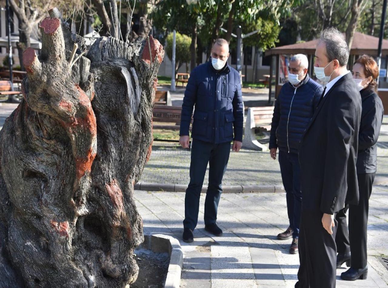 HANÇERLİ, TÜNEL İNŞAATINDAN KURTARDIĞI ZEYTİN AĞAÇLARINI KOMŞU BELEDİYELERLE PAYLAŞTI