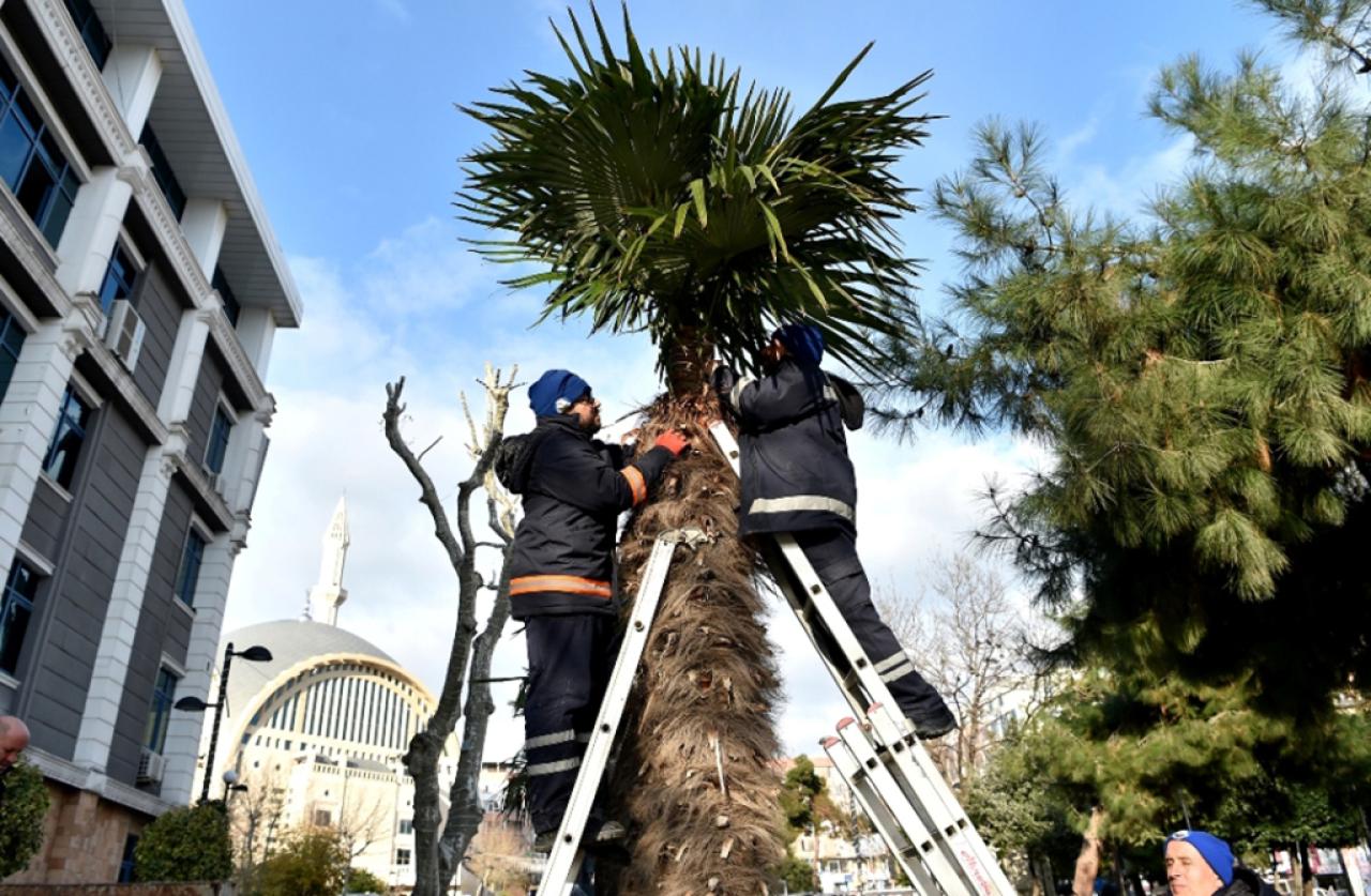 Avcılar’da ağaçlar kışa hazır
