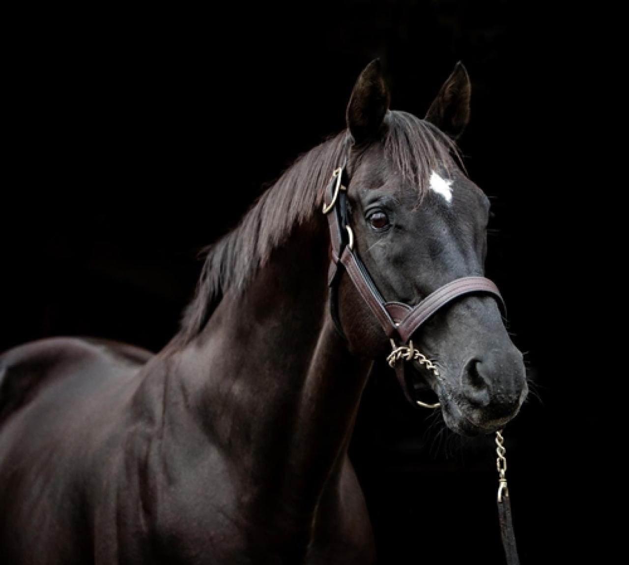 Aygırımız Daredevil’ın babası More Than Ready hayatını kaybetti