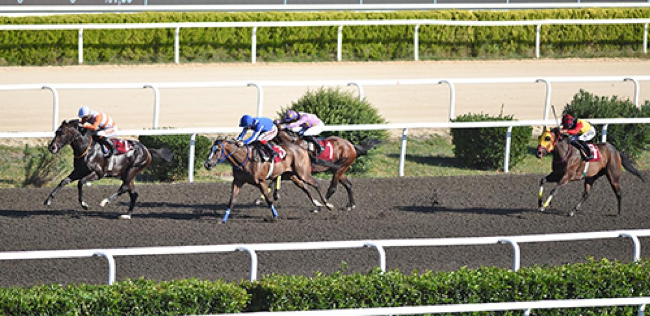Hikmet Birol Koşusu'nun galibi Captain Fantastic oldu