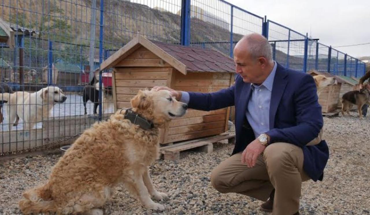 Büyükçekmece Belediyesi e-Devlet’ten hayvan sahiplendirecek