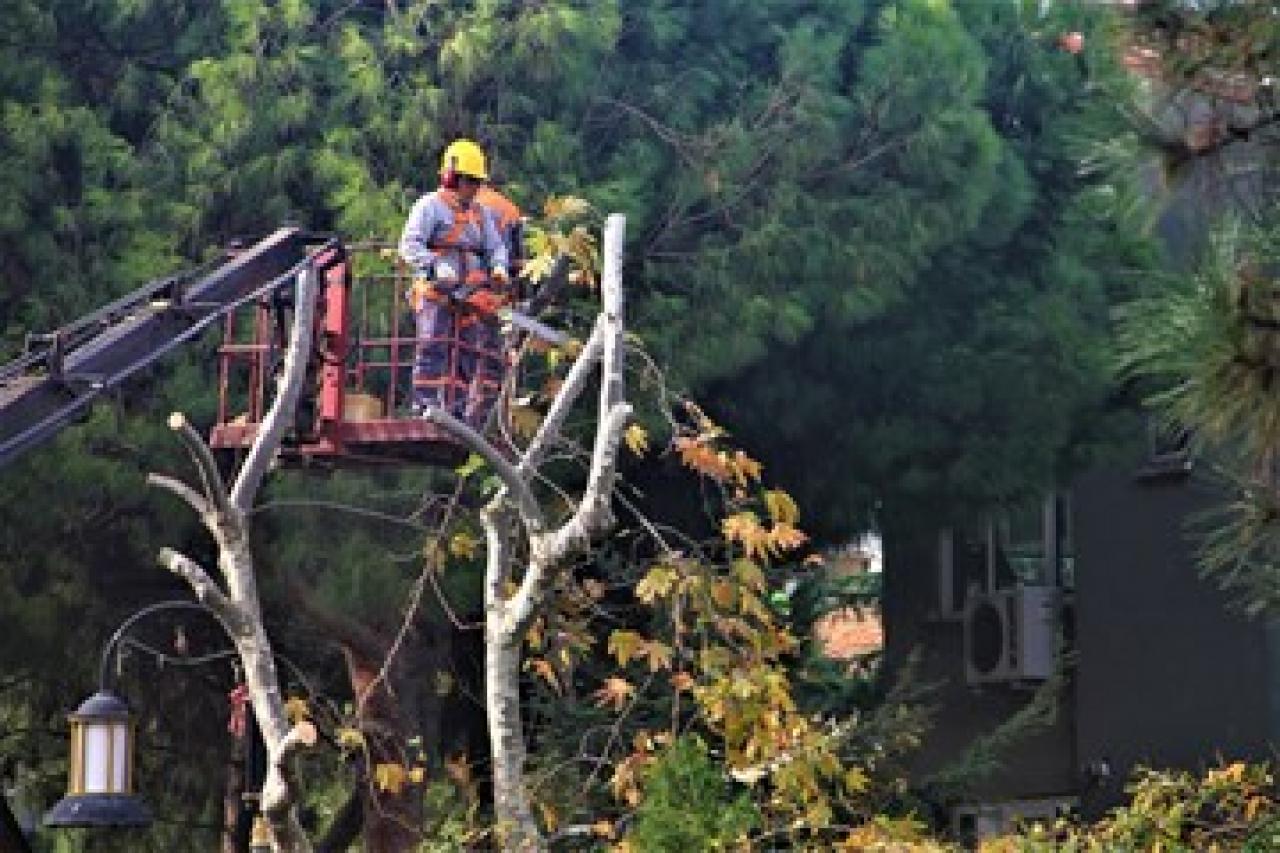 Maltepe Belediyesi’nden budama çalışması