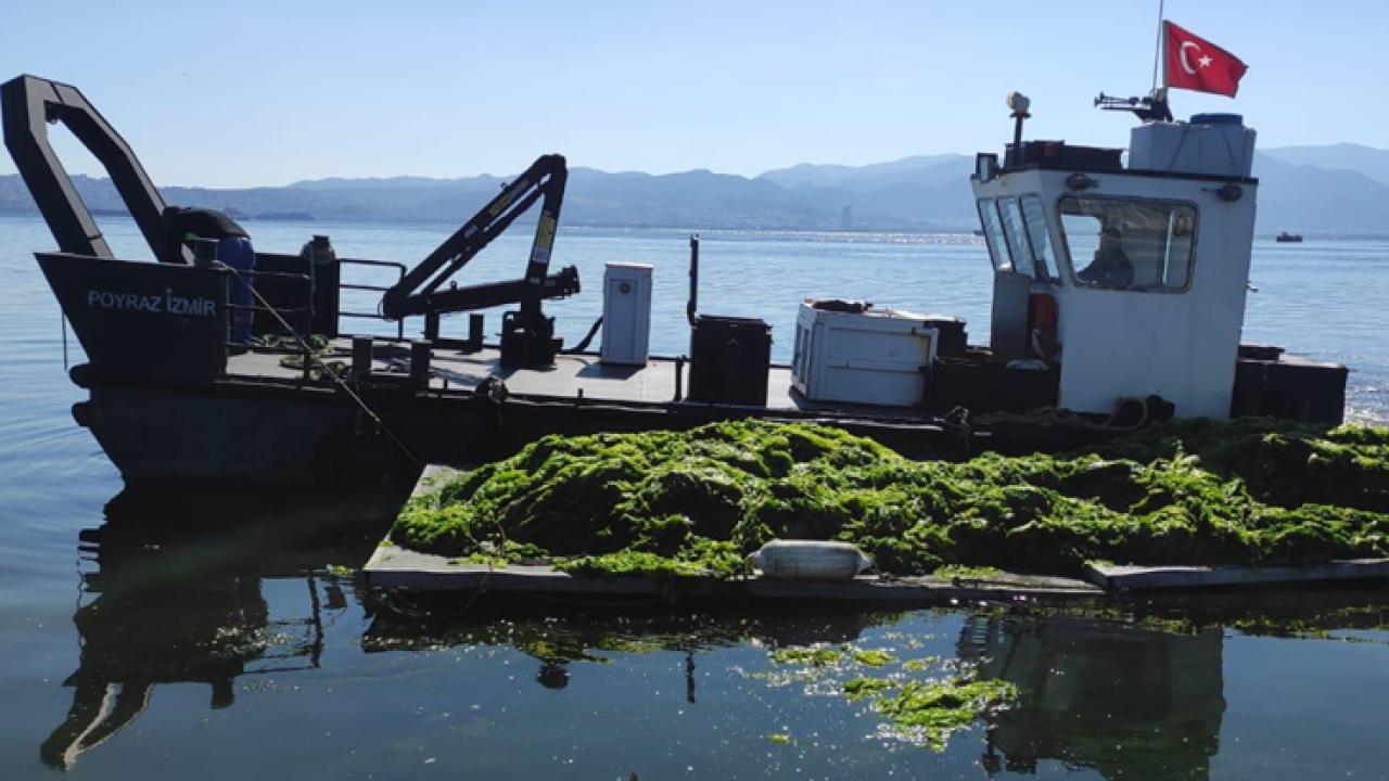 Körfez’de oluşan deniz marulları temizleniyor