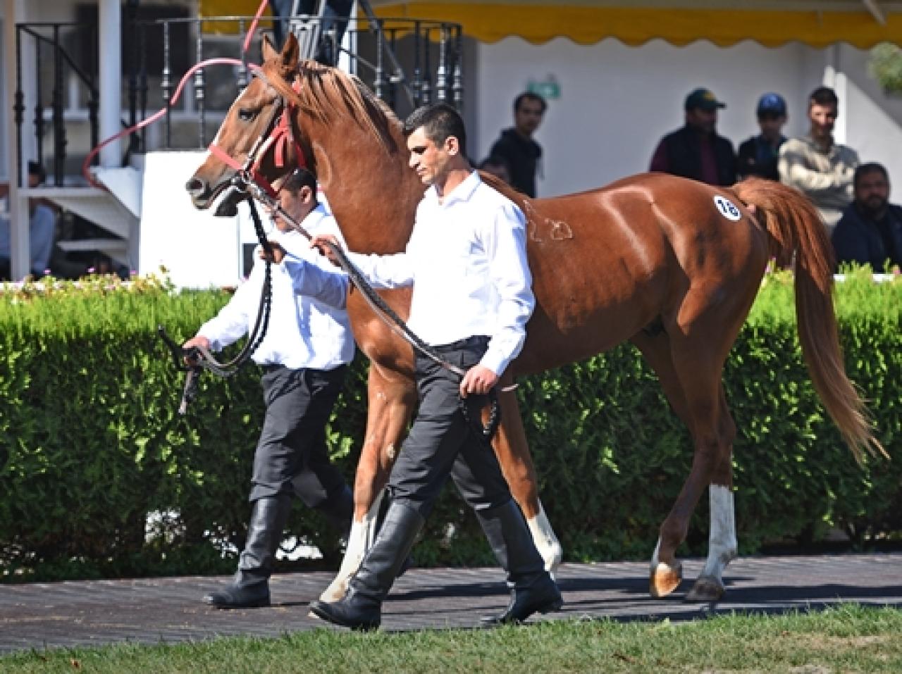 Anadolu Tarım İşletmesi yetiştirmesi elit tay satışı Veliefendi Hipodromu'nda yapıldı