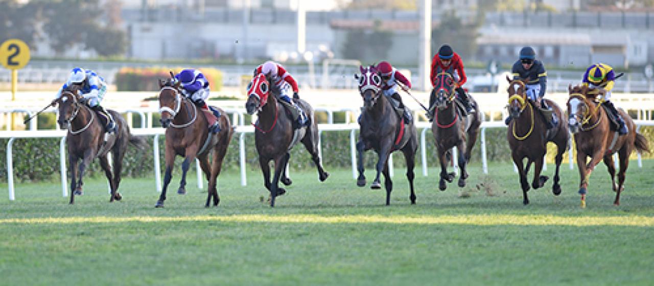 Sonbahar Büyük Handikapı Koşusu'nda kazanan Gleamy oldu