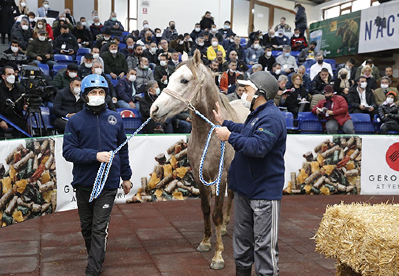 TYAYSD 2022 Sonbahar Tay Satışları 18 Aralık'ta gerçekleştirilecek