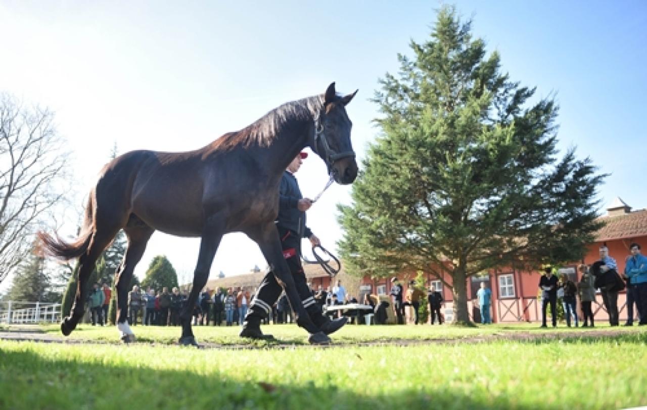 Aygır tanıtım günü organizasyonunun ikinci ayağı İzmit Aşım İstasyonu'nda gerçekleşti