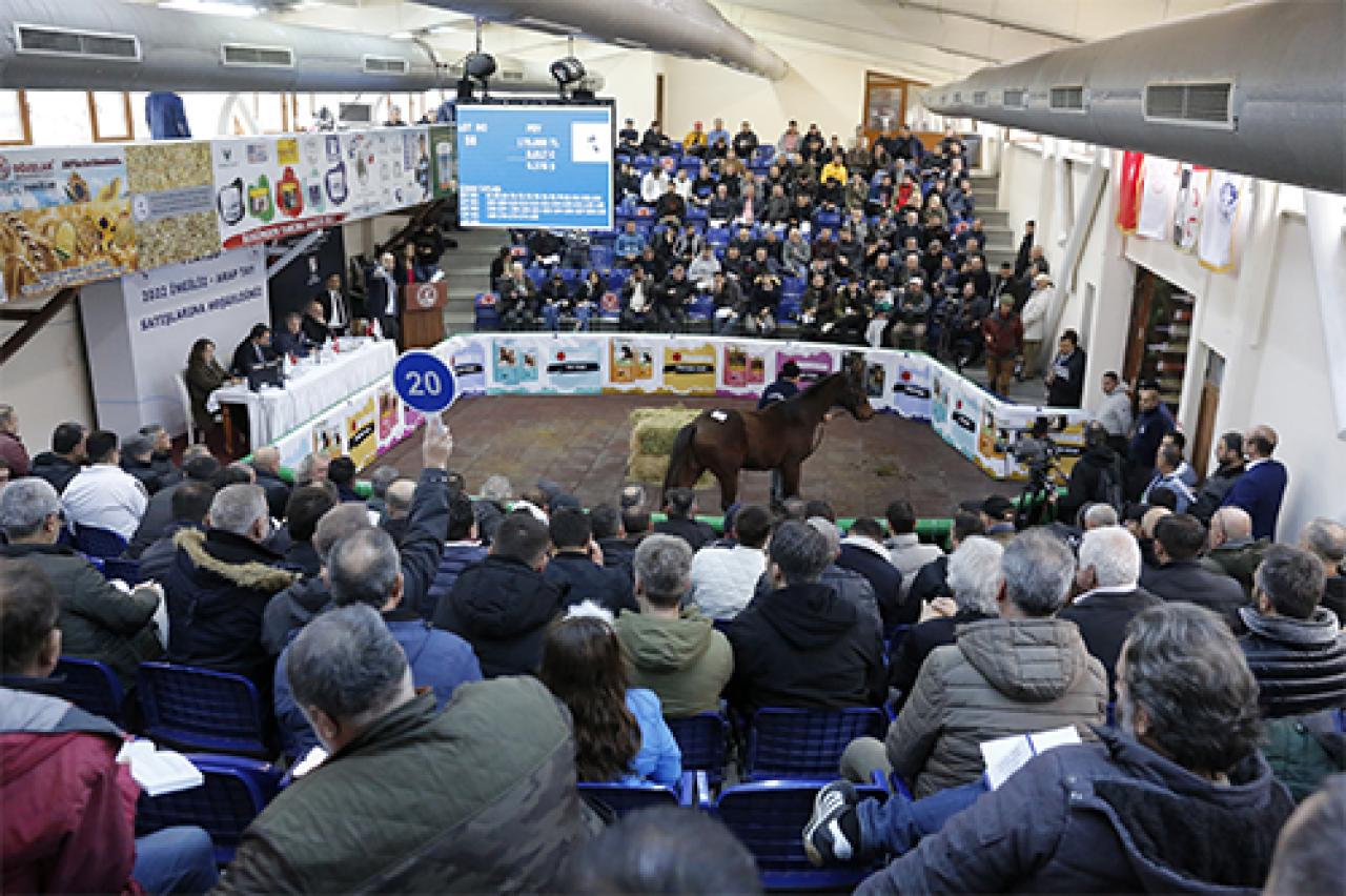 TYAYSD 2022 Sonbahar Tay Satışları yapıldı