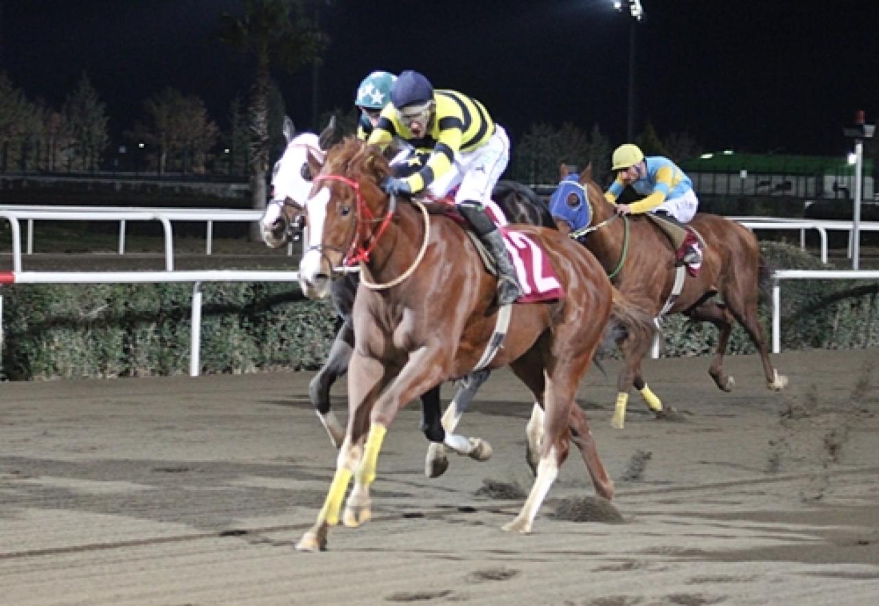 Akçakale Belediyesi Koşusu'nu Deli Vahşi kazandı