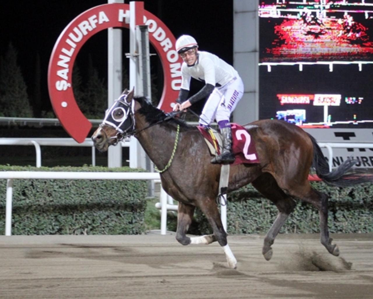 Şanlıurfa Veteriner Hekimleri Odası Koşusu’nu Can Kısas kazandı