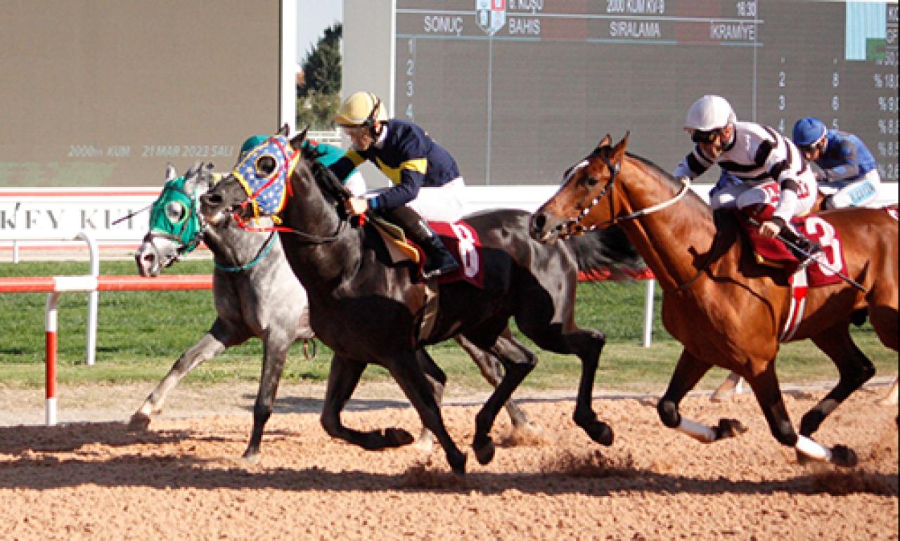 Seyhan Belediye Başkanlığı Koşusu'nu Kanatlı Tay kazandı