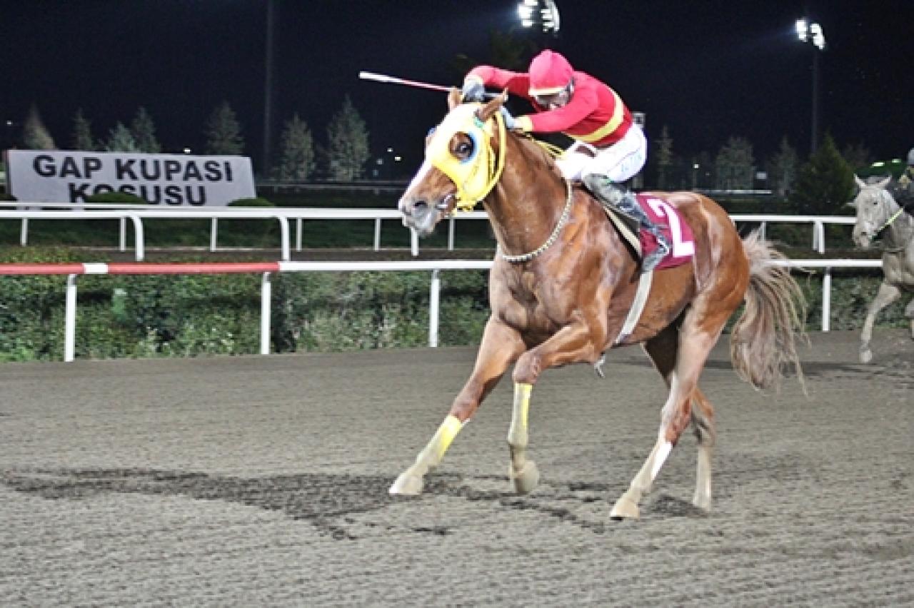 GAP Koşusu'nu Haçım kazandı