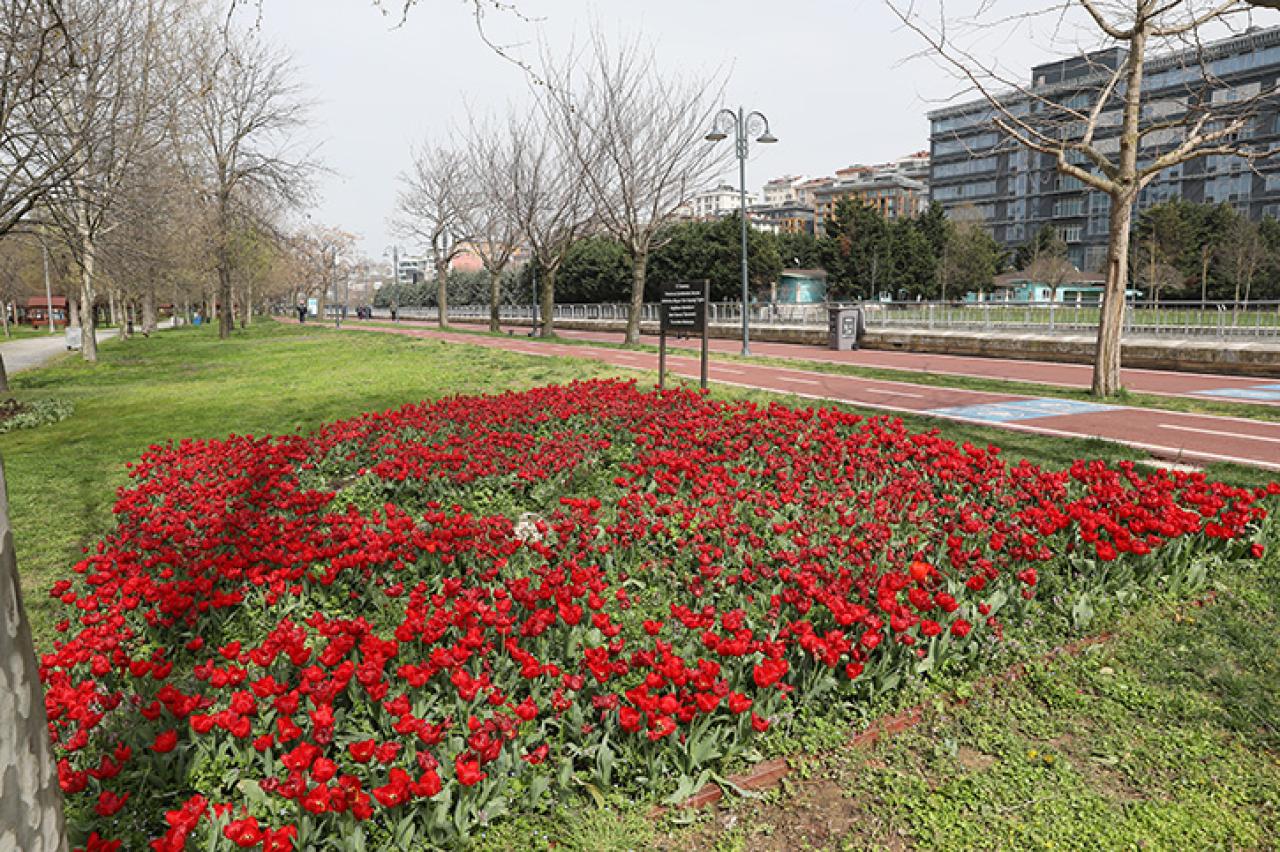 YEŞİL VADİ, LALE MEVSİMİNDE HER RENGİ BARINDIRIYOR