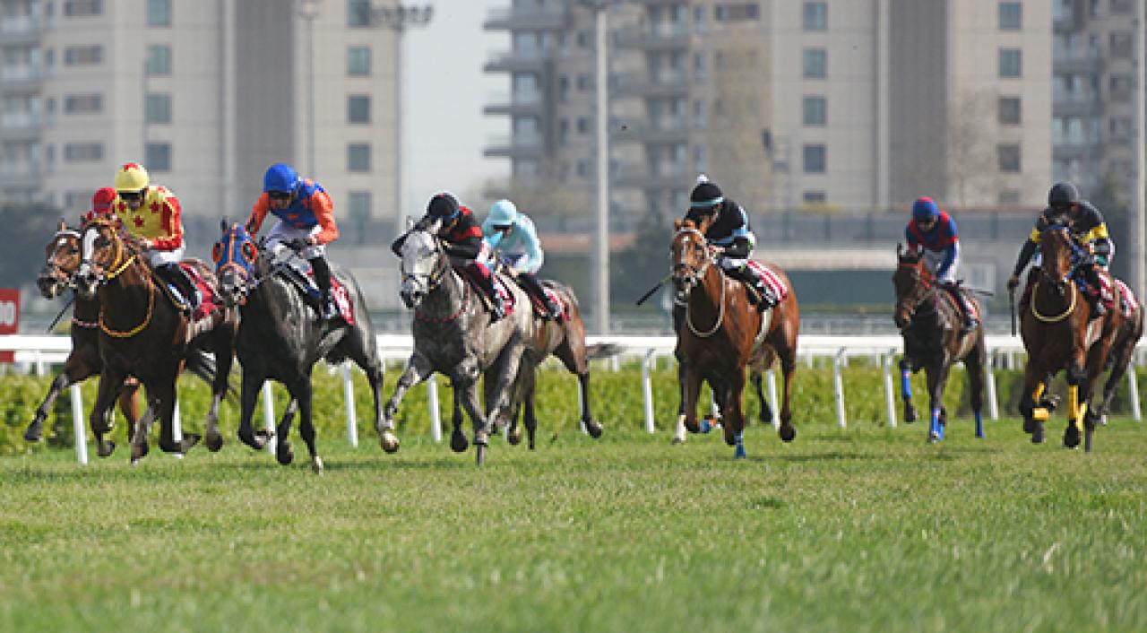 Sadık Eliyeşil Koşusu'nu Veni Vici kazandı