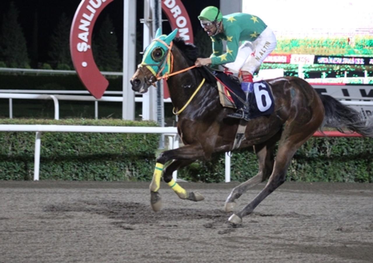 Harran Üniversitesi Veteriner Fakültesi Dekanlığı Koşusu'nu Tanerhan kazandı