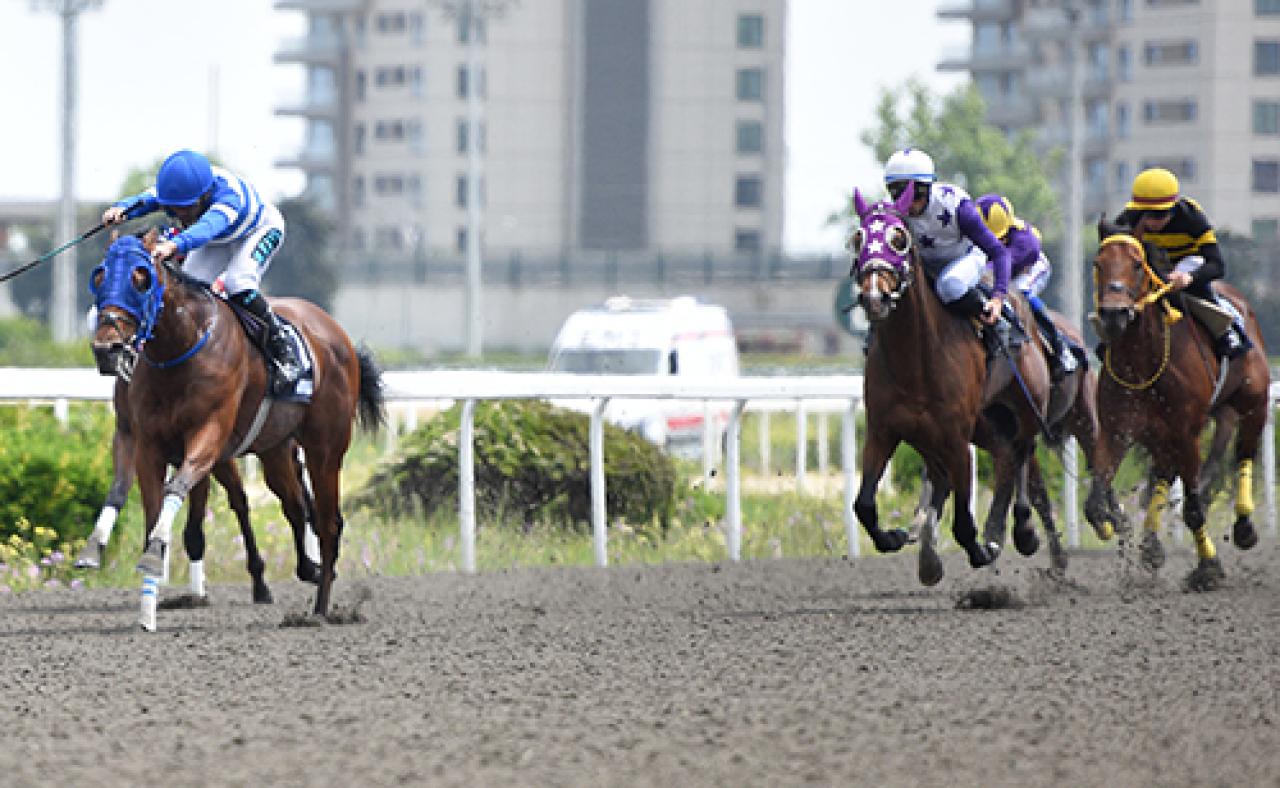 Avşa Adası Koşusu'nu My Pretty Girl kazandı