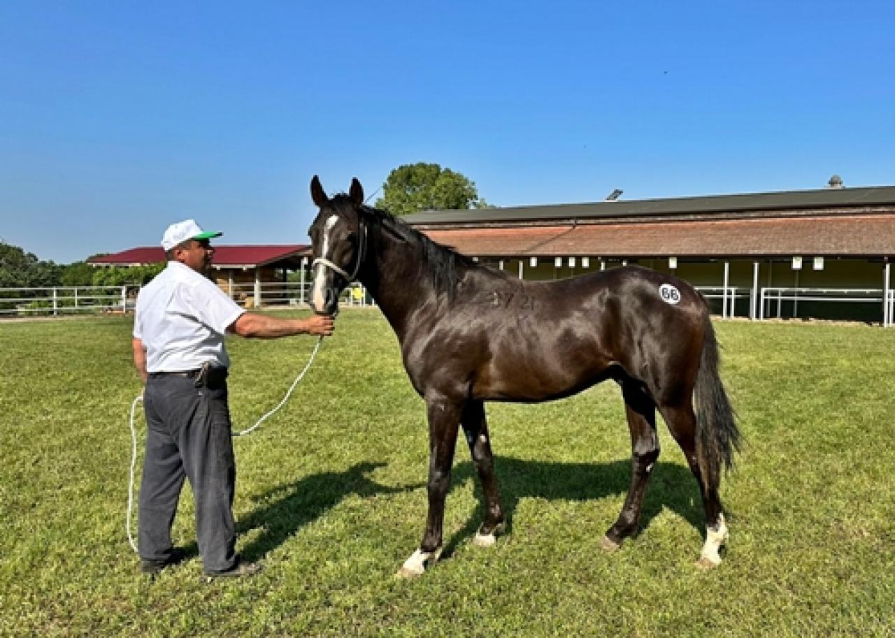 Anadolu Tarım İşletmesi yetiştirmesi Tay Satışı Karacabey'de yapıldı