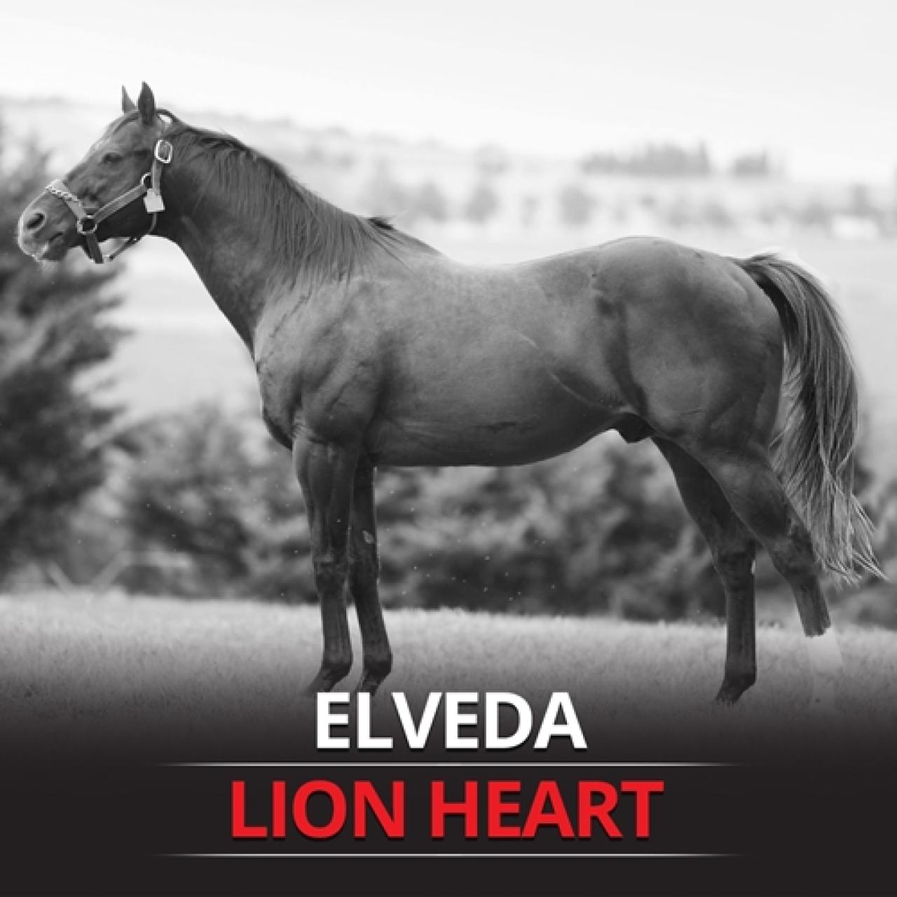 Aygırlarımızdan Lion Heart’ı kaybettik