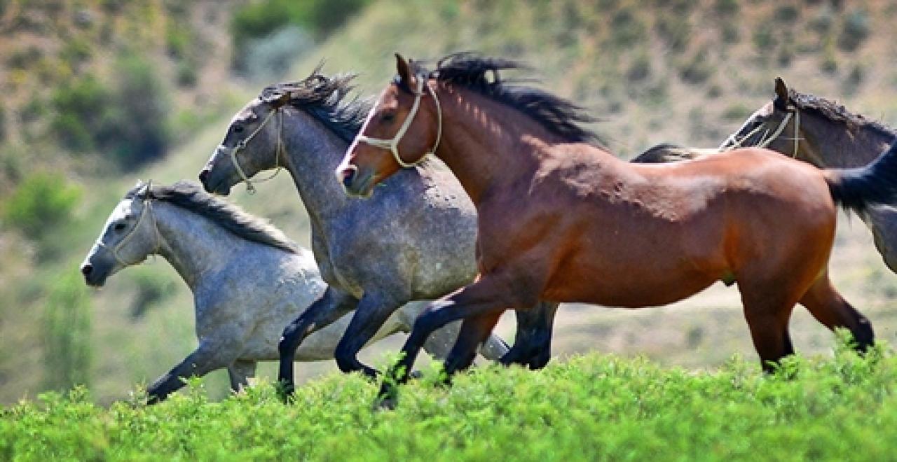 TİGEM Karacabey tay satışları yarın yapılacak