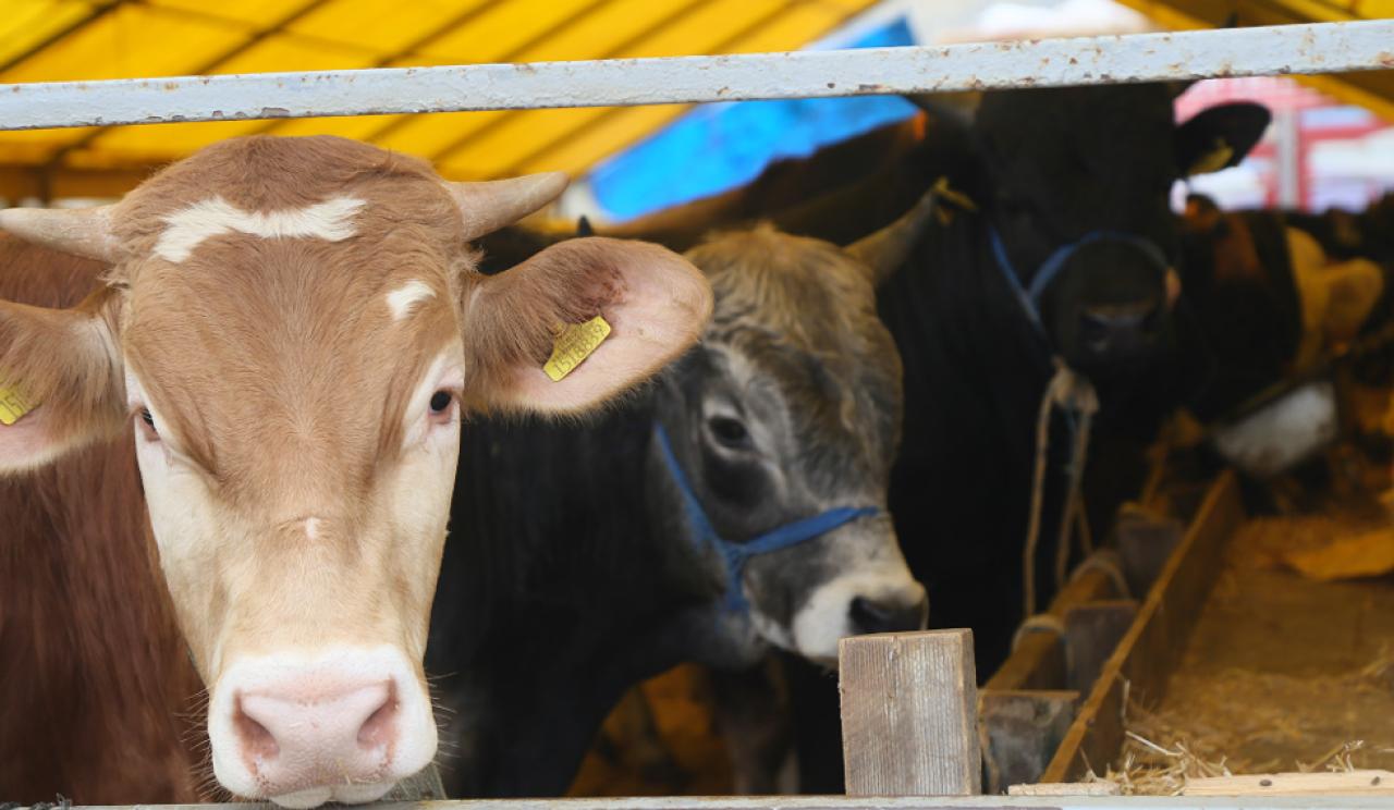 Büyükçekmece’ye örnek kurban satış ve kesim tesisi