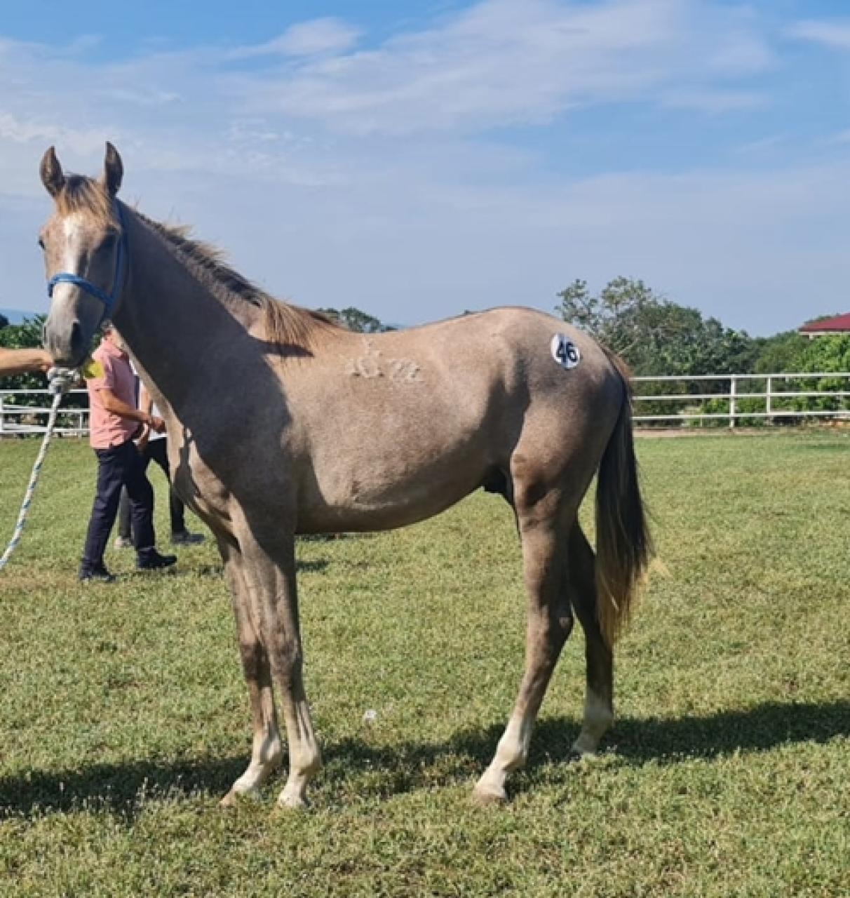 Karacabey Tarım İşletmesi yetiştirmesi tay satışı Karacabey'de yapıldı