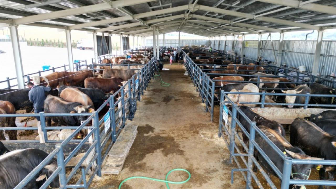 CANLI HAYVAN PAZARI ALICI İLE SATICIYI MODERN BİR ORTAMDA BULUŞTURUYOR