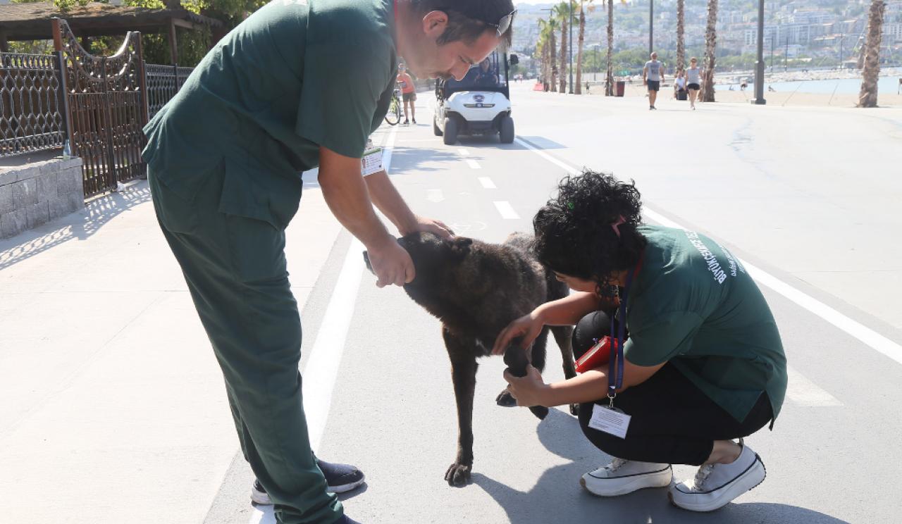 Büyükçekmece’de sokak hayvanlarının sağlık taraması gerçekleşti