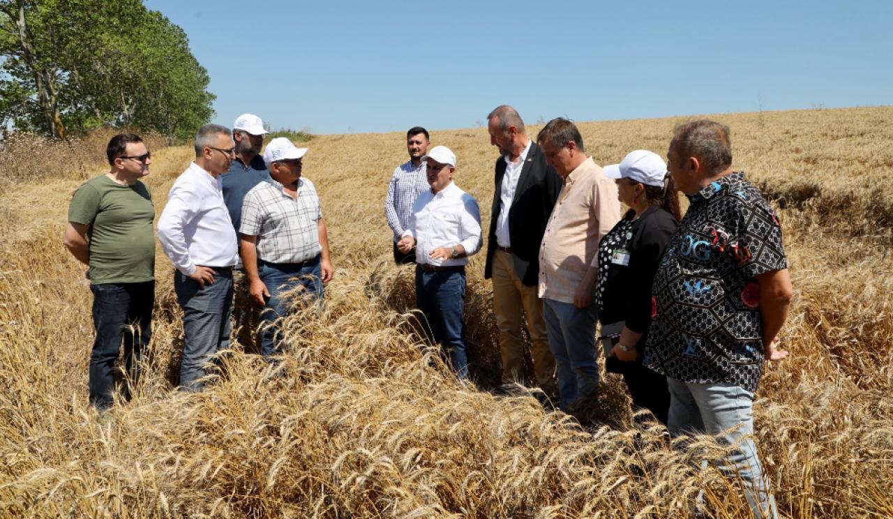 Büyükçekmece’de buğday hasat dönemi başladı