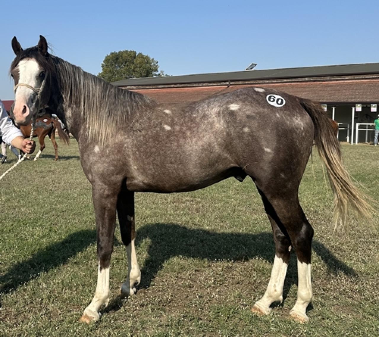 Sultansuyu Tarım İşletmesi yetiştirmesi tay satışı Karacabey'de yapıldı