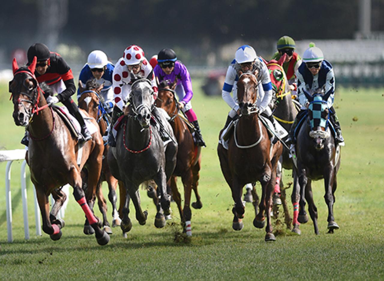 Santalin Koşusu'nu Moonlight Fairy kazandı