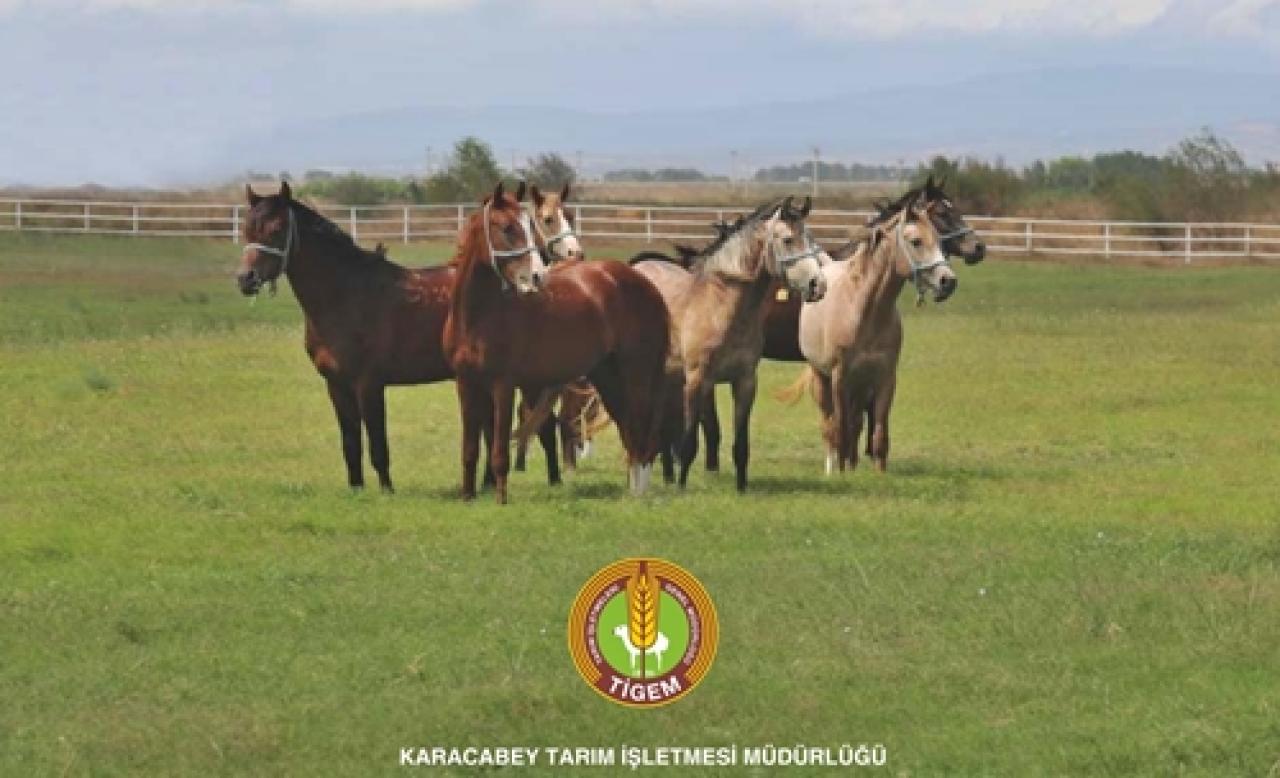 Karacabey Tarım İşletmesi yetiştirmesi elit tay satışları Salı günü yapılacak