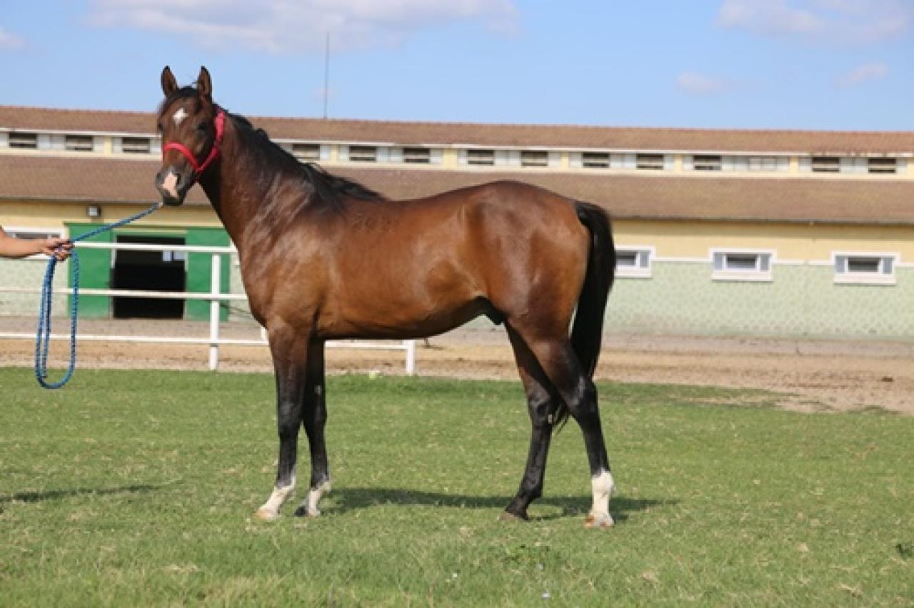 Karacabey Tarım İşletmesi yetiştirmesi elit tay satışı Veliefendi Hipodromunda yapıldı