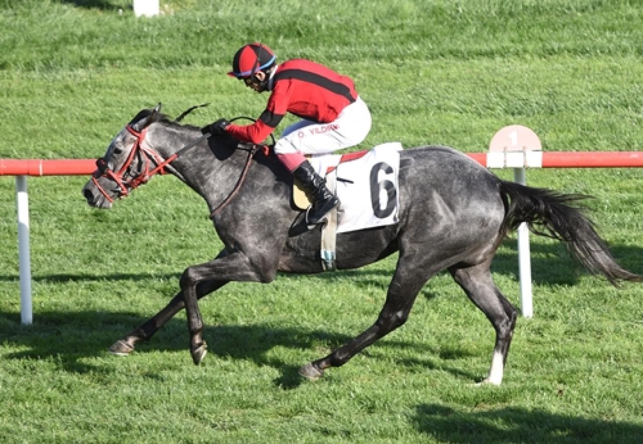 Uluslararası Kraliçe II. Elizabeth Koşusu’nda galibiyete Mangusta ulaştı