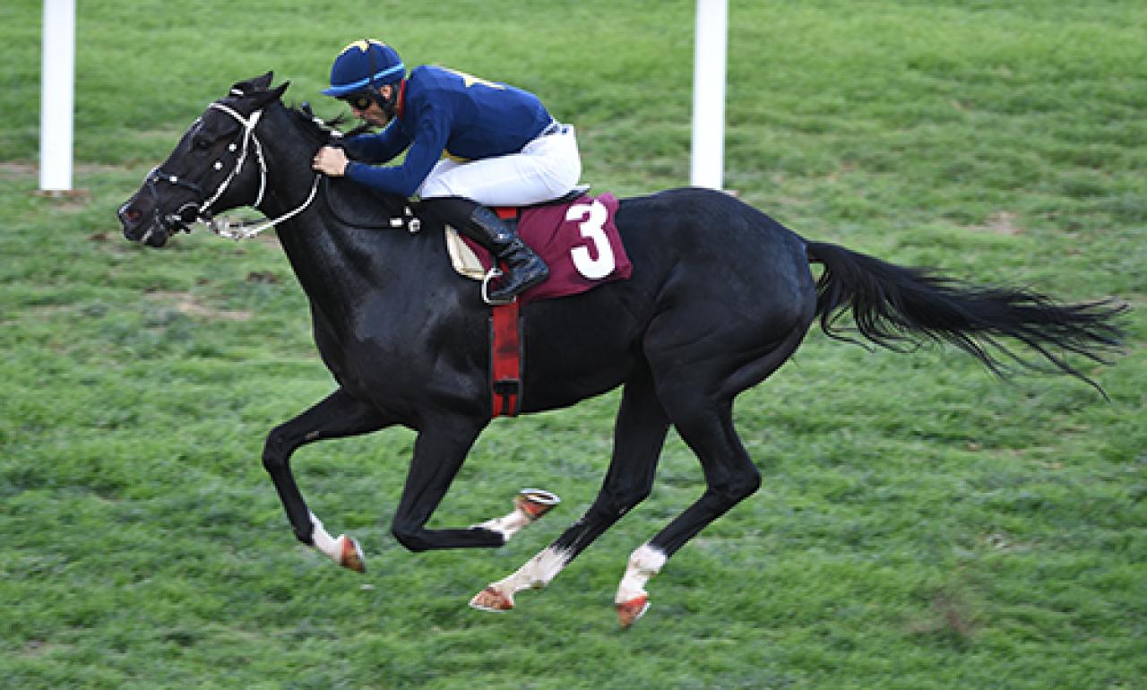 Semiral Bilbaşar Koşusu’nu üst üste ikinci kez Jawinger kazandı
