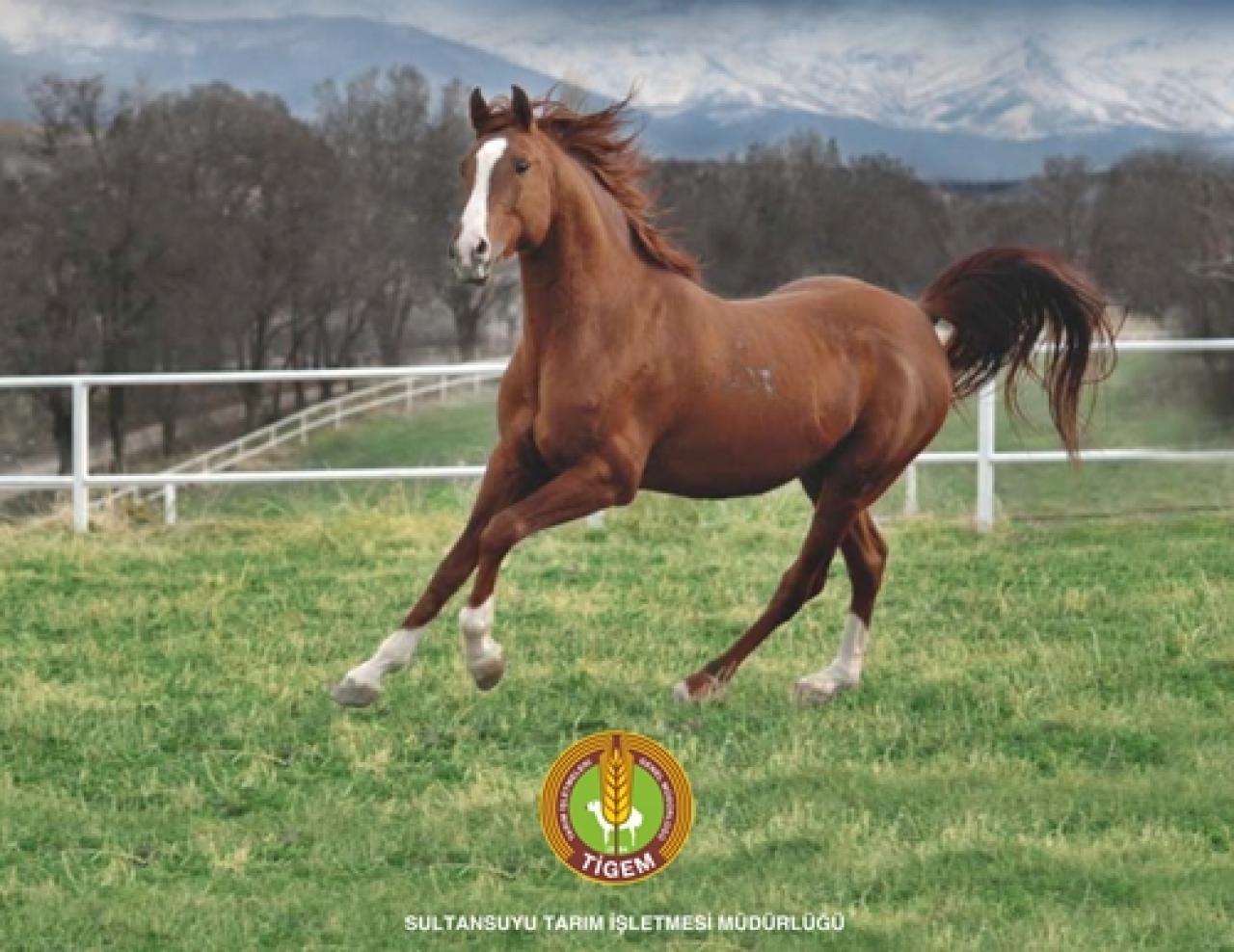 Sultansuyu Tarım İşletmesi yetiştirmesi elit tay satışları Salı günü yapılacak