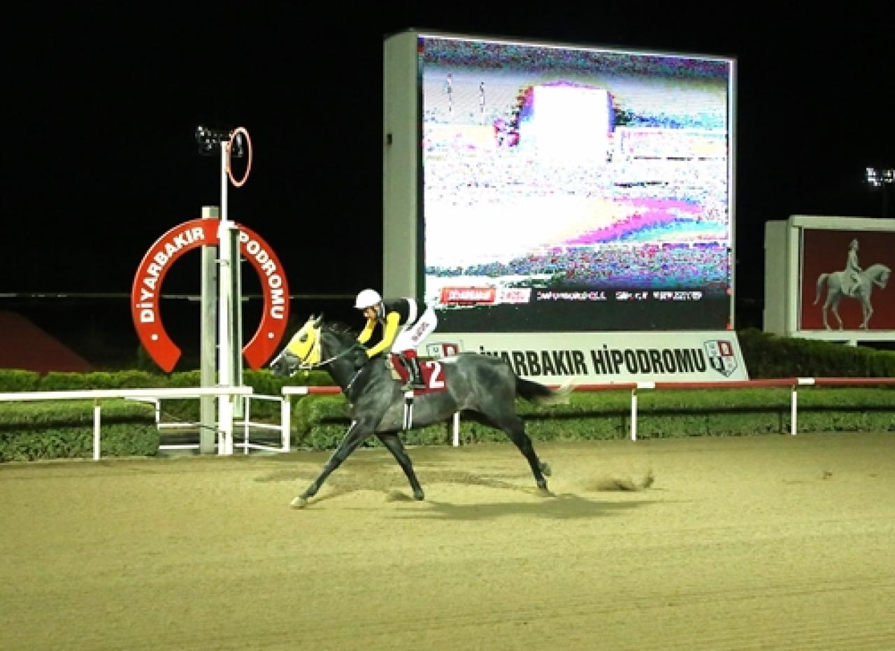 Çınar Kaymakamlığı Koşusu'nu King Heso kazandı