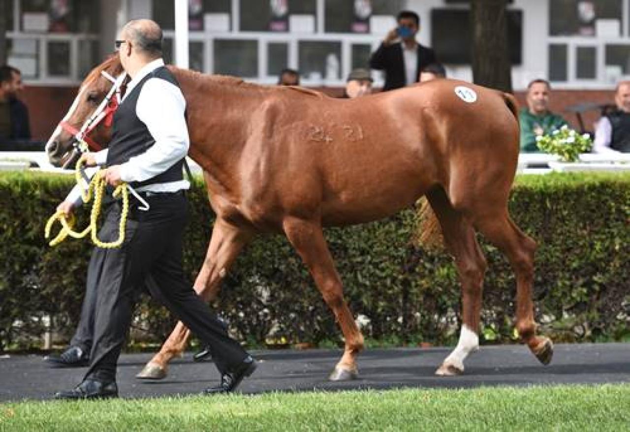 Sultansuyu Tarım İşletmesi yetiştirmesi elit tay satışı Veliefendi Hipodromu'nda yapıldı