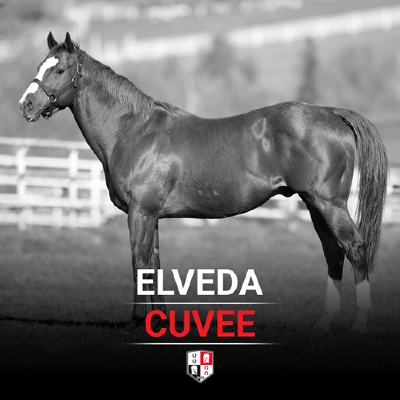 Aygırlarımızdan Cuvee’yi kaybettik