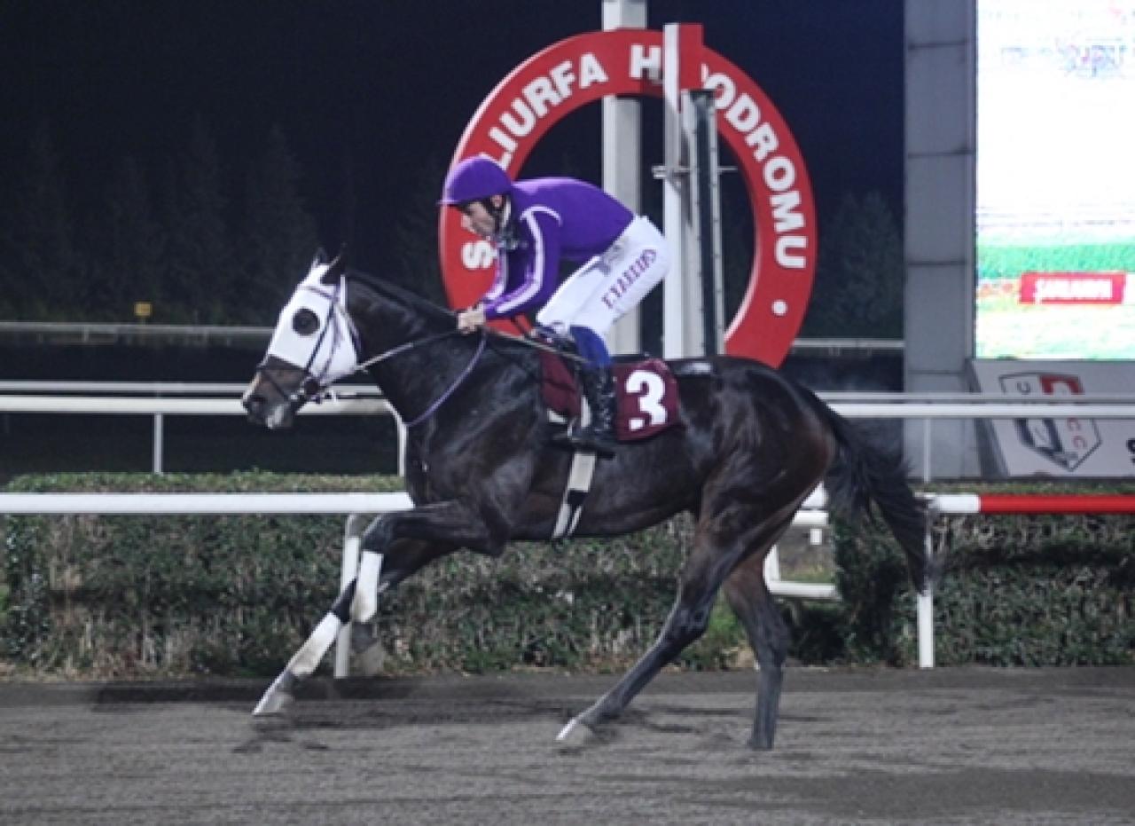 Harran Belediyesi Koşusu’nda kazanan Calibration oldu