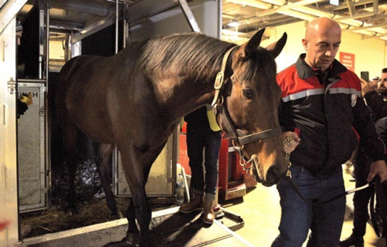 Profitable ülkemize geldi