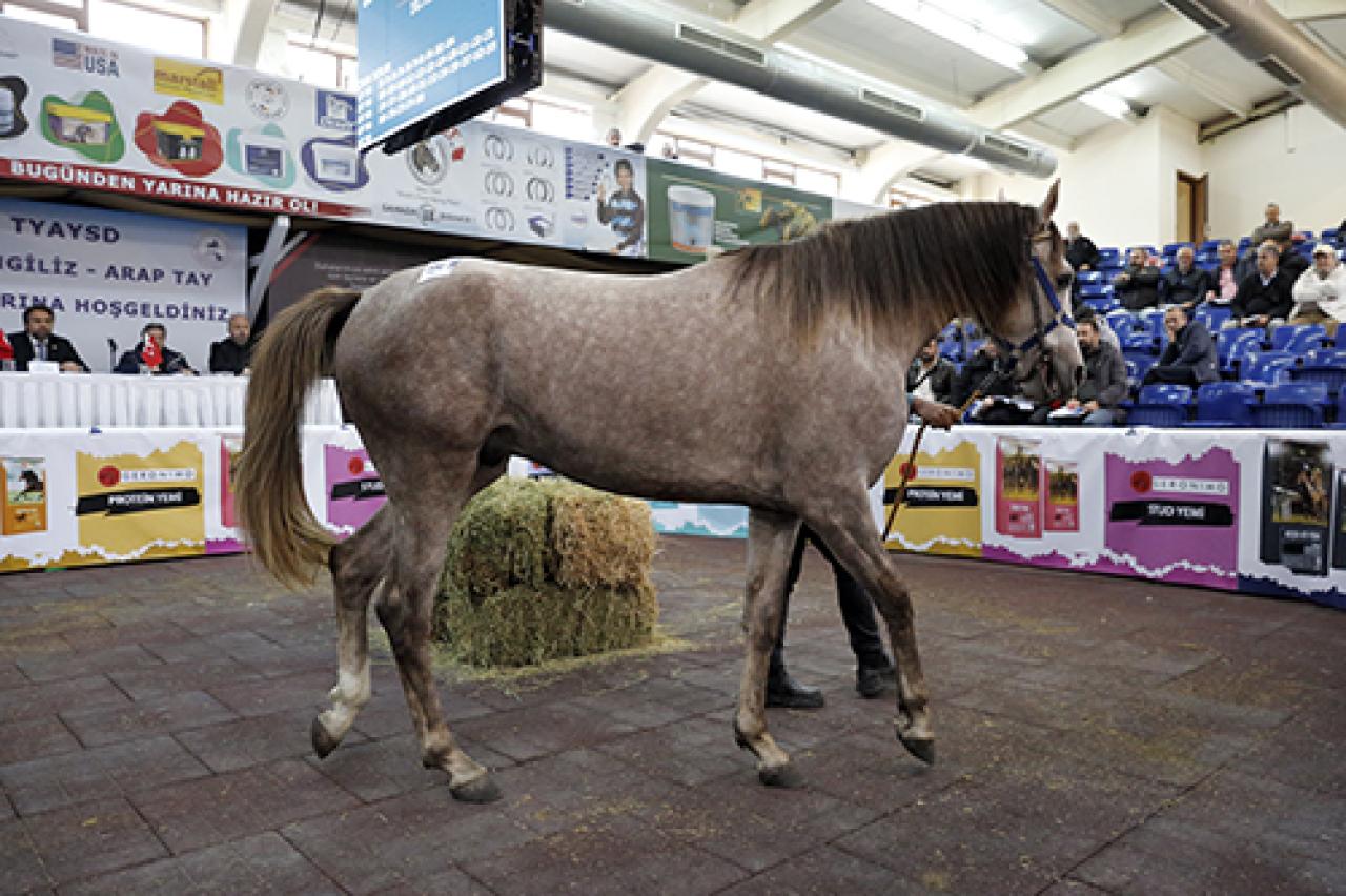 TYAYSD 2023 Sonbahar Tay Satışları 24 Aralık'ta gerçekleştirilecek